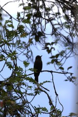 Myiotheretes fumigatus