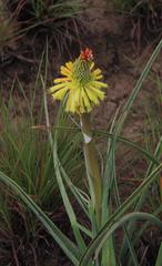 Kniphofia stricta