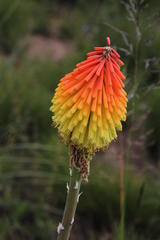 Kniphofia stricta