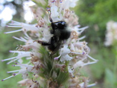 Bombus bifarius