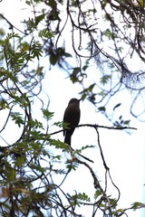 Myiotheretes fumigatus