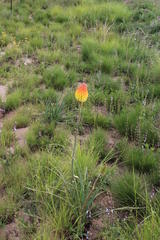 Kniphofia stricta