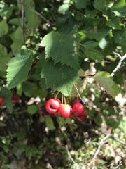 Crataegus pruinosa