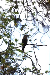 Myiotheretes fumigatus