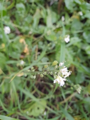 Berteroa incana