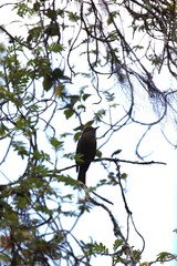 Myiotheretes fumigatus