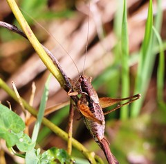 Pachytrachis gracilis