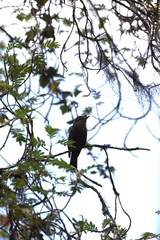 Myiotheretes fumigatus