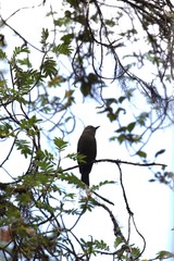 Myiotheretes fumigatus