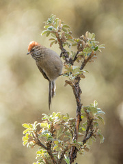 White-Browed Tit-Spinetail photo 3