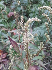 Persicaria