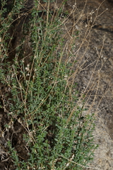 Galium matthewsii