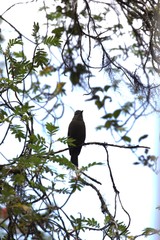 Myiotheretes fumigatus