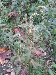 Persicaria