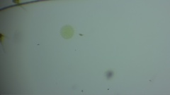 Hydrodictyaceae