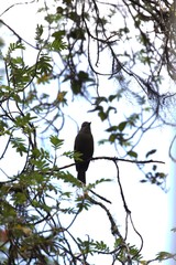 Myiotheretes fumigatus