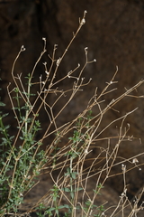Galium matthewsii