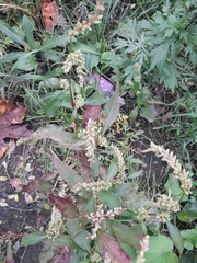 Persicaria