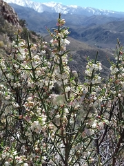 Colletieae