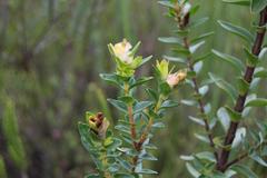 Penaea cneorum cneorum