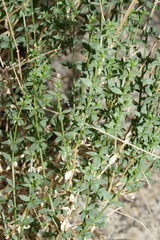 Galium matthewsii