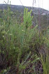 Penaea cneorum cneorum