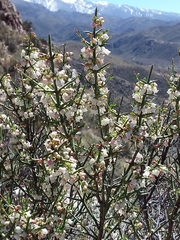 Colletieae