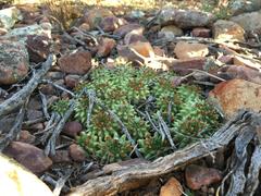 Euphorbia susannae