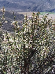 Colletieae