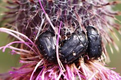 Oxythyrea funesta