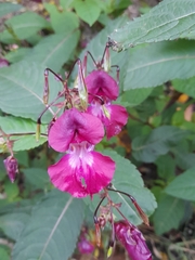 Impatiens glandulifera