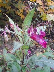Impatiens glandulifera