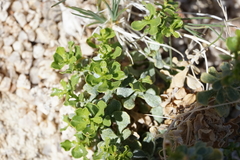 Ericameria cuneata cuneata