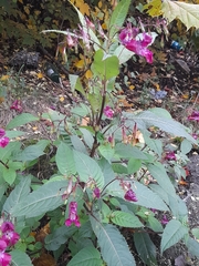 Impatiens glandulifera