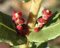 Morella cordifolia