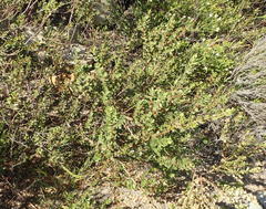 Morella cordifolia