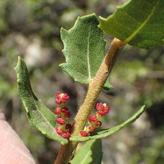Morella cordifolia