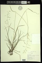Poa sylvestris