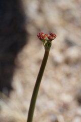 Eriogonum nudum westonii