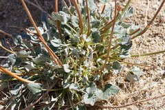 Eriogonum nudum westonii