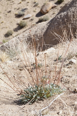 Eriogonum nudum westonii