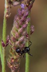 Myrmicaria nigra