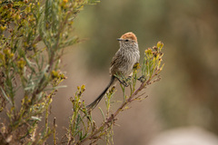 Leptasthenura pileata