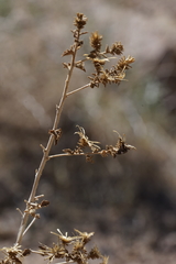 Brickellia microphylla microphylla