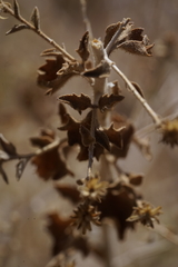 Brickellia microphylla microphylla