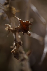 Brickellia microphylla microphylla