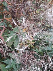 Chamaenerion angustifolium