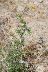 Chrysothamnus viscidiflorus puberulus