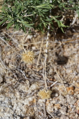 Chrysothamnus viscidiflorus puberulus