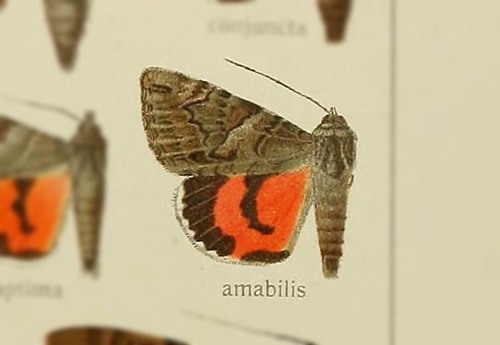 Catocala amabilis